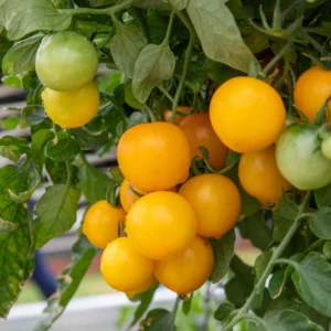 Tiny Tim Yellow Tomato Seeds