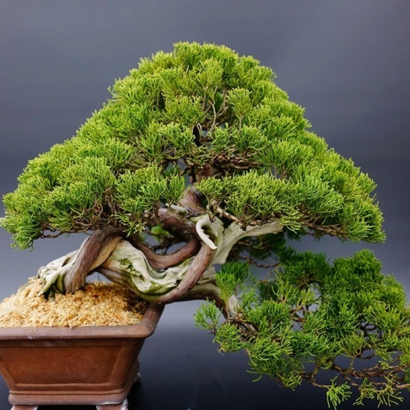 Japanese White Pine Bonsai Seeds - Image 4