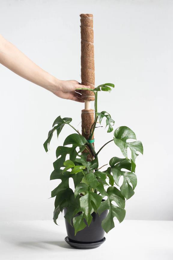 Coco Coir Plant Support Pole - Image 2