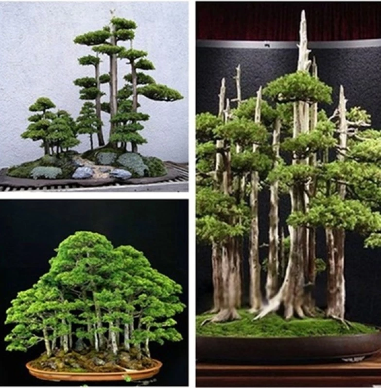 Japanese White Pine Bonsai Seeds - Image 3