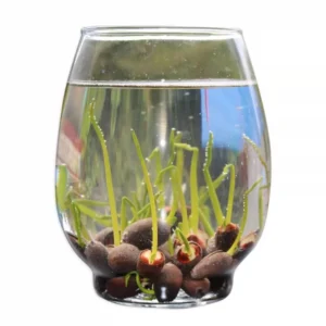 Bowl Lotus & Water Lily Seeds