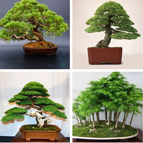 Japanese White Pine Bonsai Seeds