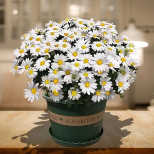 Leucanthemum Flower Seeds