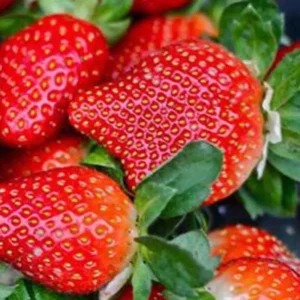 Giant Strawberry Seeds