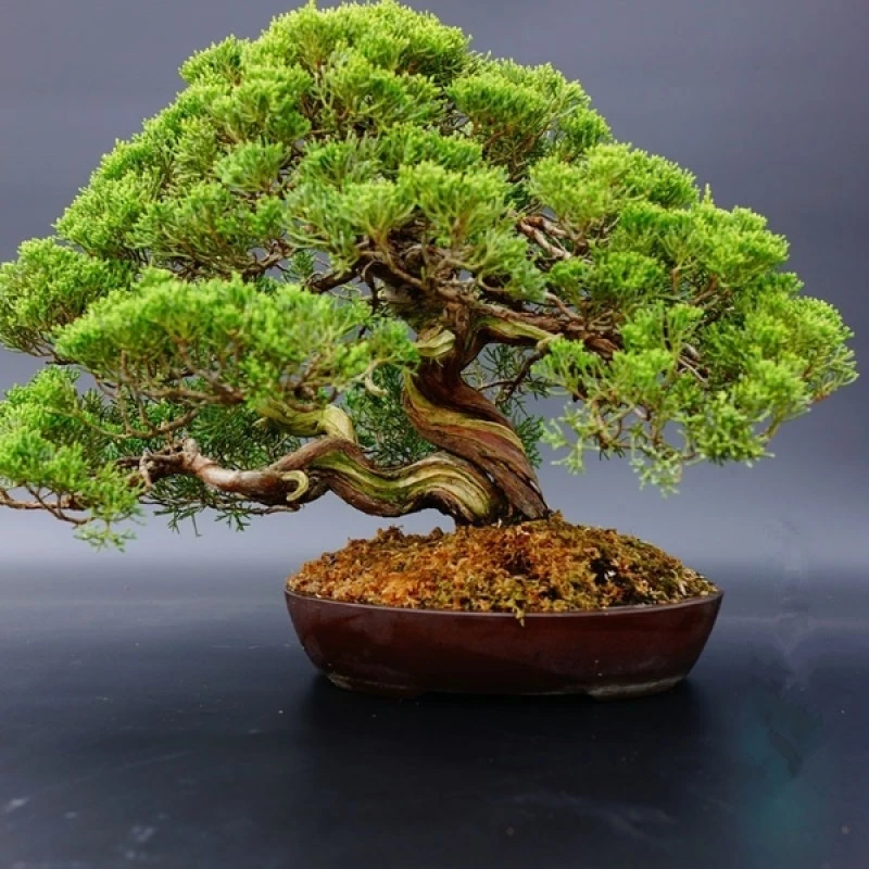 Japanese White Pine Bonsai Seeds - Image 2