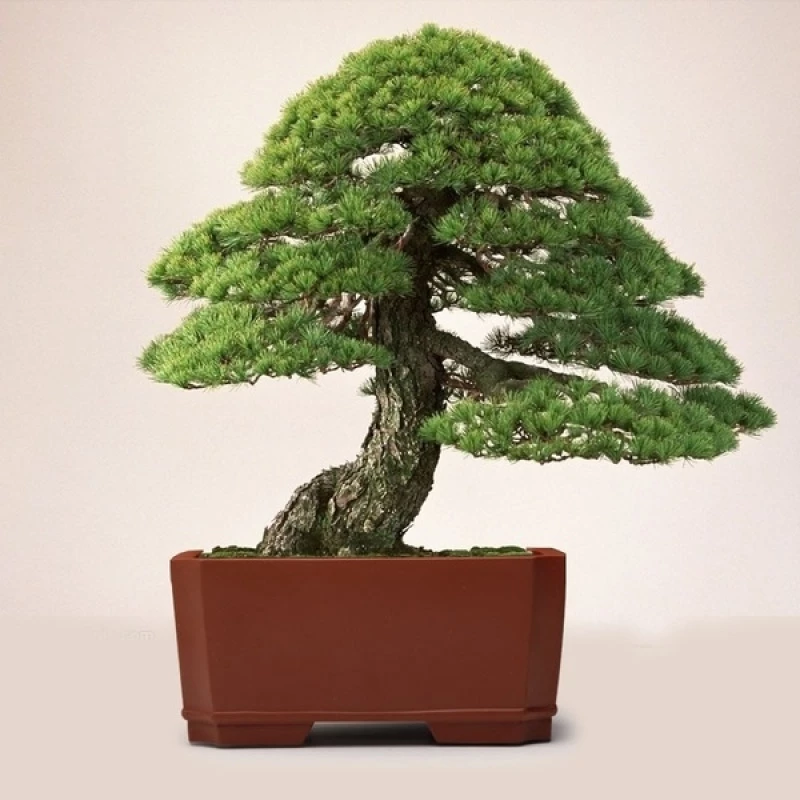 Japanese White Pine Bonsai Seeds - Image 5