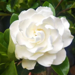 Gardenia Cape Jasmine Seeds