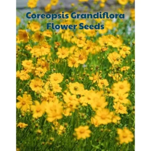Coreopsis Grandiflora Seeds