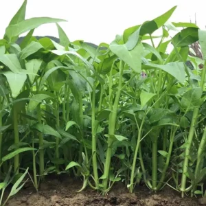 Hybrid F1 Big Leaf Kangkung Seeds