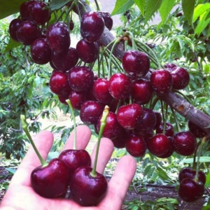 Sweet Cherry Seeds