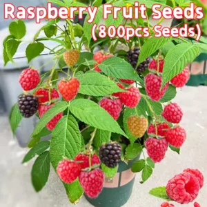 Sweet Raspberry Seeds