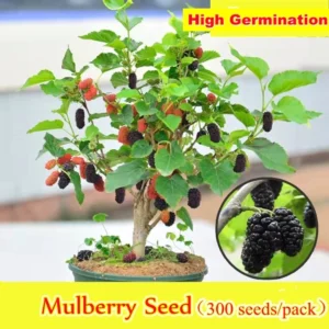 Mulberry Seeds