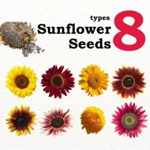 Matahari Sunflower Seeds