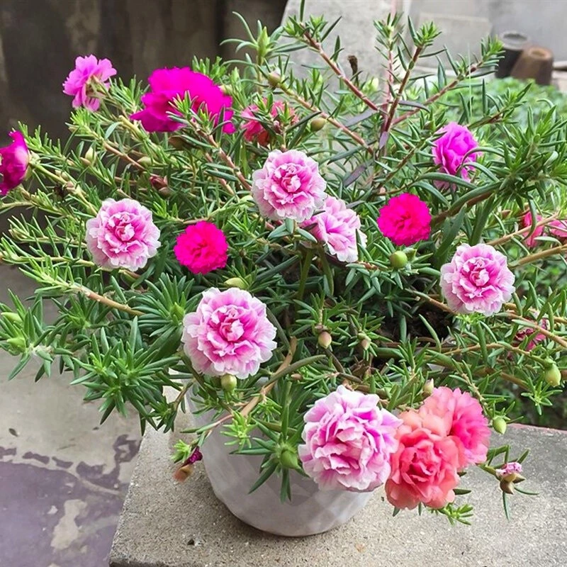 Mixed Color Portulaca Flower Seeds - Image 2