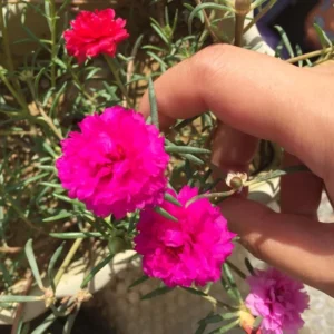 Mixed Color Portulaca Flower Seeds