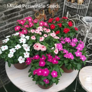 Mixed Vinca Flower Seeds