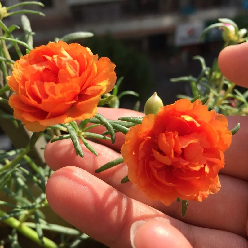 Mixed Color Portulaca Flower Seeds - Image 3