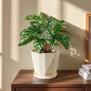 Plastic Succulent & Cactus Plant Pot with Tray